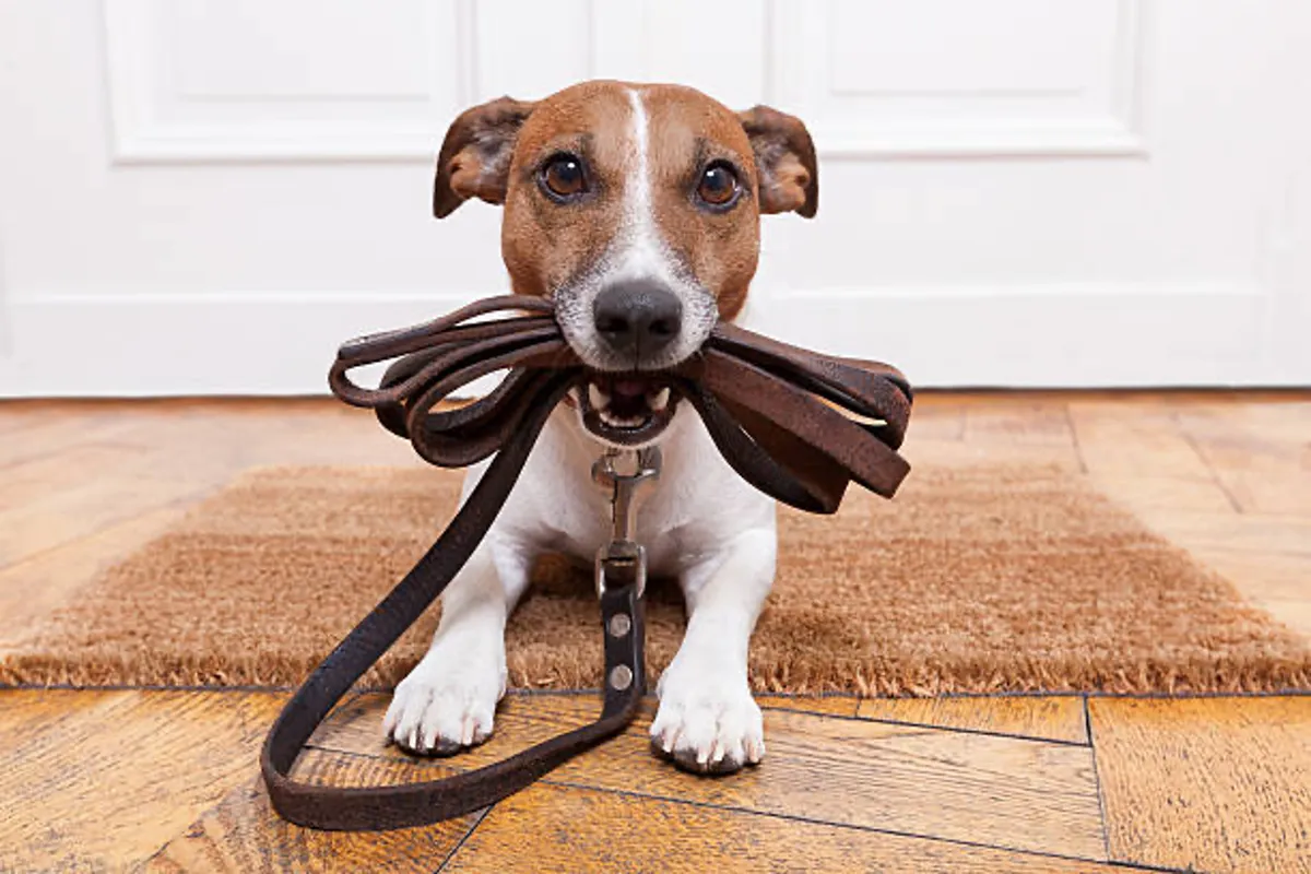 An interior view showing a cheerful dog on a leash by the door, ready for a walk. The image captures a joyful moment of pet ownership, with the dog standing on a doormat in a light-filled entryway.
